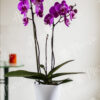 planta para regalar